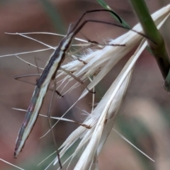 Mutusca brevicornis at Higgins Woodland - 3 Apr 2024 01:07 PM