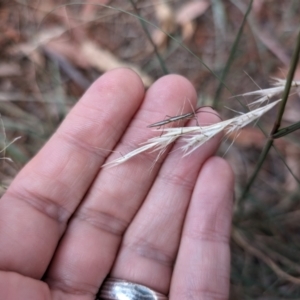 Mutusca brevicornis at Higgins Woodland - 3 Apr 2024 01:07 PM