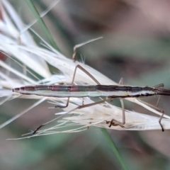 Mutusca brevicornis at Higgins Woodland - 3 Apr 2024 01:07 PM