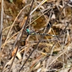 Parasynthemis regina (Royal Tigertail) at Piney Ridge - 3 Apr 2024 by WalkYonder