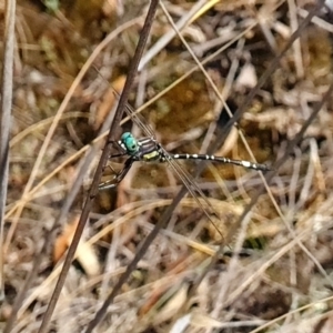 Parasynthemis regina at Piney Ridge - 3 Apr 2024