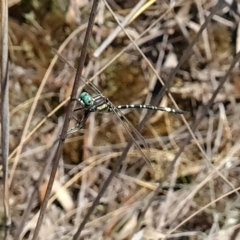 Parasynthemis regina at Piney Ridge - 3 Apr 2024