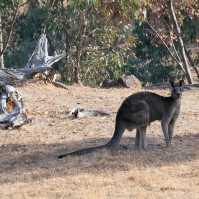 Macropus giganteus (Eastern Grey Kangaroo) at WREN Reserves - 31 Mar 2024 by KylieWaldon