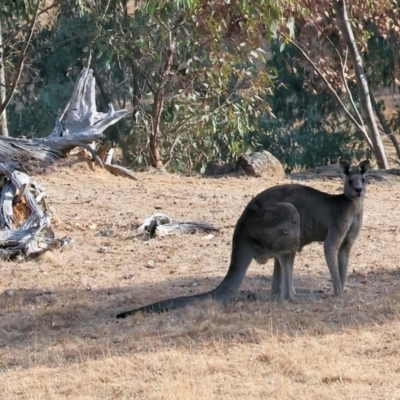 Macropus giganteus (Eastern Grey Kangaroo) at Wodonga - 1 Apr 2024 by KylieWaldon