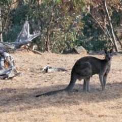 Macropus giganteus (Eastern Grey Kangaroo) at Wodonga, VIC - 31 Mar 2024 by KylieWaldon