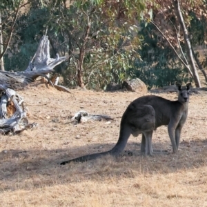 Macropus giganteus (Eastern Grey Kangaroo) at Wodonga by KylieWaldon