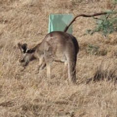 Macropus giganteus at Wodonga - 1 Apr 2024 09:07 AM