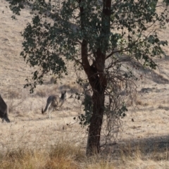 Macropus giganteus at Wodonga - 1 Apr 2024 09:07 AM