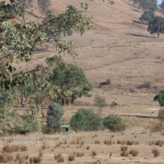 Macropus giganteus at Wodonga - 1 Apr 2024