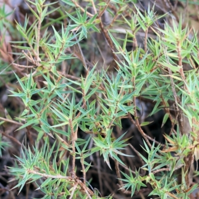 Melichrus urceolatus (Urn Heath) at WREN Reserves - 31 Mar 2024 by KylieWaldon