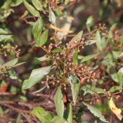 Acacia verniciflua (Varnish Wattle) at Wodonga - 31 Mar 2024 by KylieWaldon