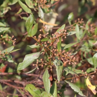 Acacia verniciflua (Varnish Wattle) at WREN Reserves - 31 Mar 2024 by KylieWaldon