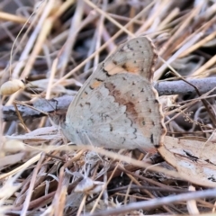 Junonia villida (Meadow Argus) at Wodonga, VIC - 31 Mar 2024 by KylieWaldon