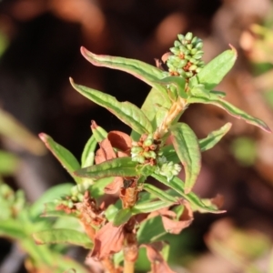 Persicaria prostrata at WREN Reserves - 1 Apr 2024