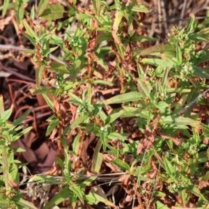 Persicaria prostrata at WREN Reserves - 1 Apr 2024