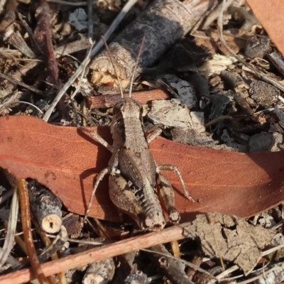 Phaulacridium vittatum (Wingless Grasshopper) at Wodonga - 1 Apr 2024 by KylieWaldon