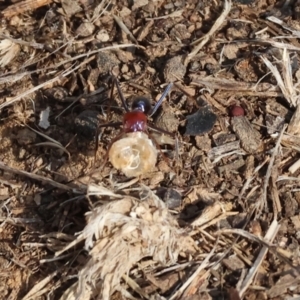 Iridomyrmex purpureus at Wodonga - 1 Apr 2024