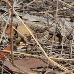 Oedaleus australis at Wodonga, VIC - 31 Mar 2024 by KylieWaldon