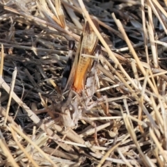 Oedaleus australis at Wodonga - 1 Apr 2024 09:25 AM