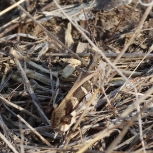 Oedaleus australis at Wodonga - 1 Apr 2024 09:22 AM