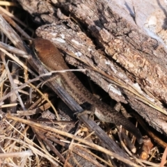 Carlia tetradactyla (Southern Rainbow Skink) at Wodonga - 31 Mar 2024 by KylieWaldon