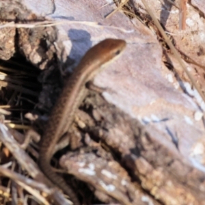 Carlia tetradactyla at Wodonga - 1 Apr 2024 09:23 AM