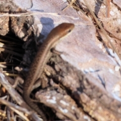 Carlia tetradactyla at Wodonga - 1 Apr 2024