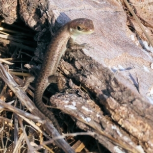 Carlia tetradactyla at Wodonga - 1 Apr 2024
