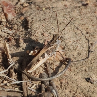 Oedaleus australis (Australian Oedaleus) at Wodonga, VIC - 31 Mar 2024 by KylieWaldon