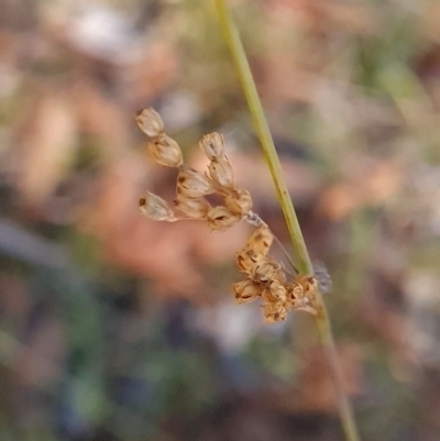 Juncus subsecundus (Finger Rush) at Denman Prospect, ACT - 3 Apr 2024 by WalkYonder