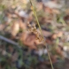 Juncus subsecundus at Bluetts Block (402, 403, 12, 11) - 3 Apr 2024