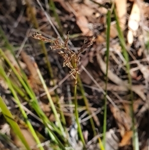 Lepidosperma laterale at Bluetts Block (402, 403, 12, 11) - 3 Apr 2024 11:12 AM