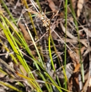 Lepidosperma laterale at Bluetts Block (402, 403, 12, 11) - 3 Apr 2024 11:12 AM