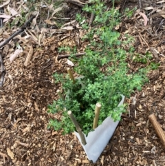 Prostanthera sp. (Mint Bush) at Garran, ACT - 28 Mar 2024 by ruthkerruish