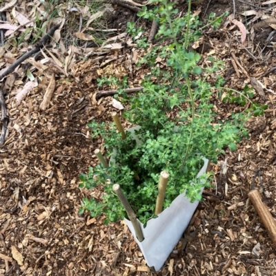 Prostanthera sp. (Mint Bush) at Hughes Garran Woodland - 28 Mar 2024 by ruthkerruish