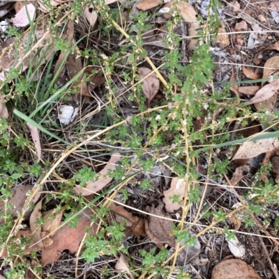 Dysphania pumilio (Small Crumbweed) at Hughes, ACT - 23 Mar 2024 by ruthkerruish