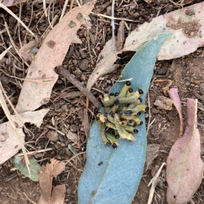 Pseudoperga sp. (genus) at Red Hill to Yarralumla Creek - 5 Mar 2024 by ruthkerruish