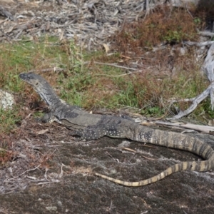 Varanus rosenbergi at Namadgi National Park - suppressed