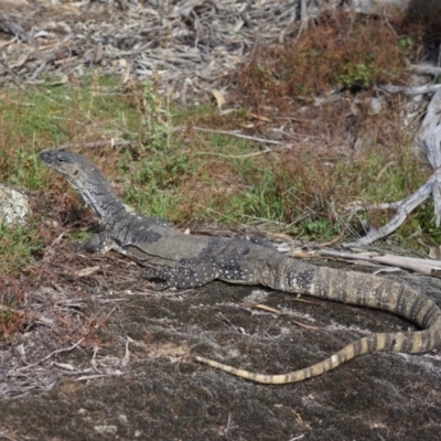 Varanus rosenbergi (Heath or Rosenberg's Monitor) at Rendezvous Creek, ACT - 3 Apr 2024 by LOz