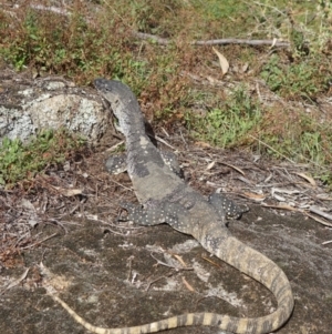 Varanus rosenbergi at Namadgi National Park - 3 Apr 2024