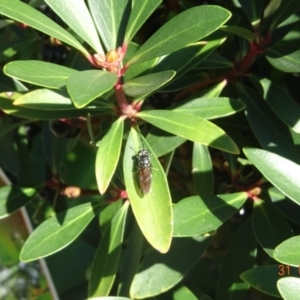 Symphyta (suborder) at Kambah, ACT - 31 Mar 2024