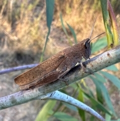 Goniaea opomaloides (Mimetic Gumleaf Grasshopper) at My test map - 30 Mar 2024 by Pirom