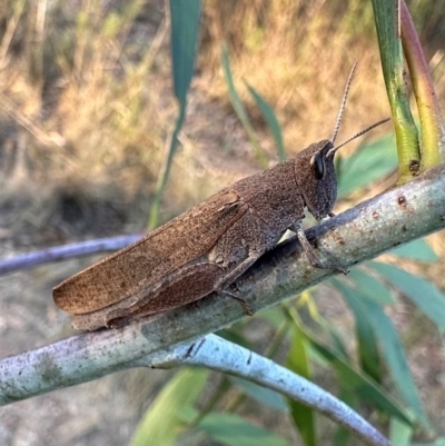 Goniaea opomaloides (Mimetic Gumleaf Grasshopper) at Mount Ainslie - 30 Mar 2024 by Pirom