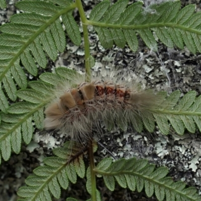 Lymantriinae (subfamily) (Unidentified tussock moths) at Rendezvous Creek, ACT - 3 Apr 2024 by LOz