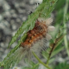 Lymantriinae (subfamily) at Namadgi National Park - 3 Apr 2024