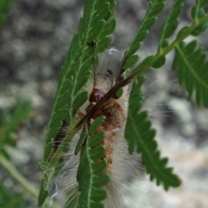 Lymantriinae (subfamily) at Namadgi National Park - 3 Apr 2024