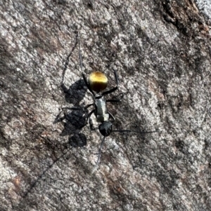 Polyrhachis ammon at Mount Ainslie - 30 Mar 2024