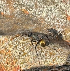 Polyrhachis ammon at Mount Ainslie - 30 Mar 2024