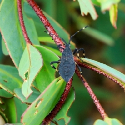 Unidentified Other true bug at Cradle Mountain, TAS - 13 Feb 2024 by AlisonMilton