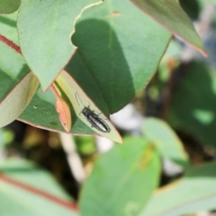 Asclera sublineata (Oedemerid beetle) at Cradle Mountain, TAS - 13 Feb 2024 by AlisonMilton